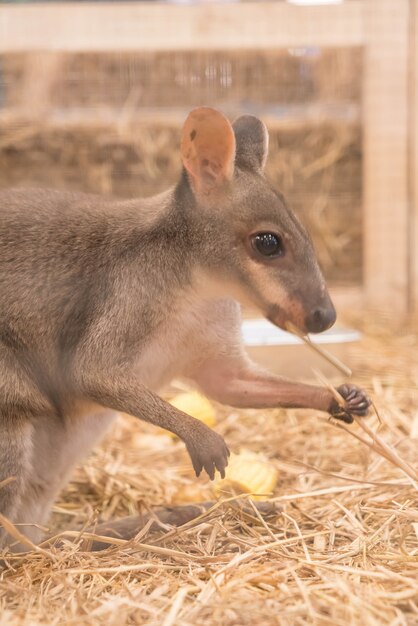 Wallaby o mini canguro