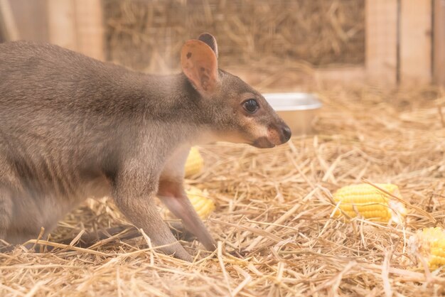 Wallaby o mini canguro