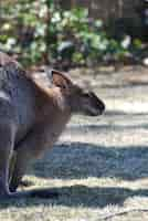 Foto gratuita wallaby con las orejas hacia atrás.