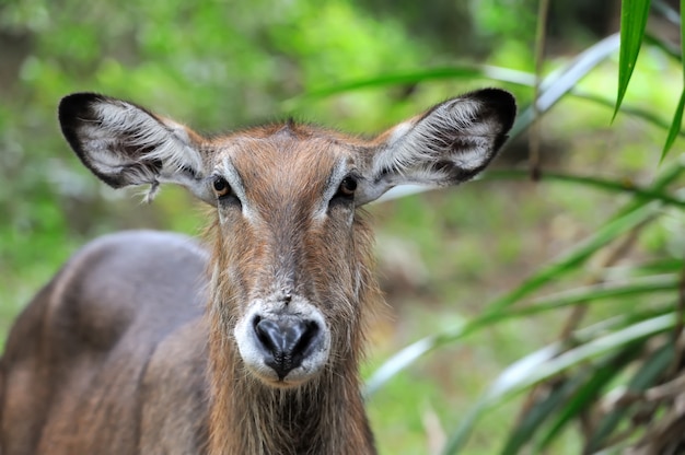 Waterbuck en la naturaleza