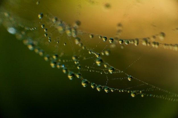 La web con gotas de agua