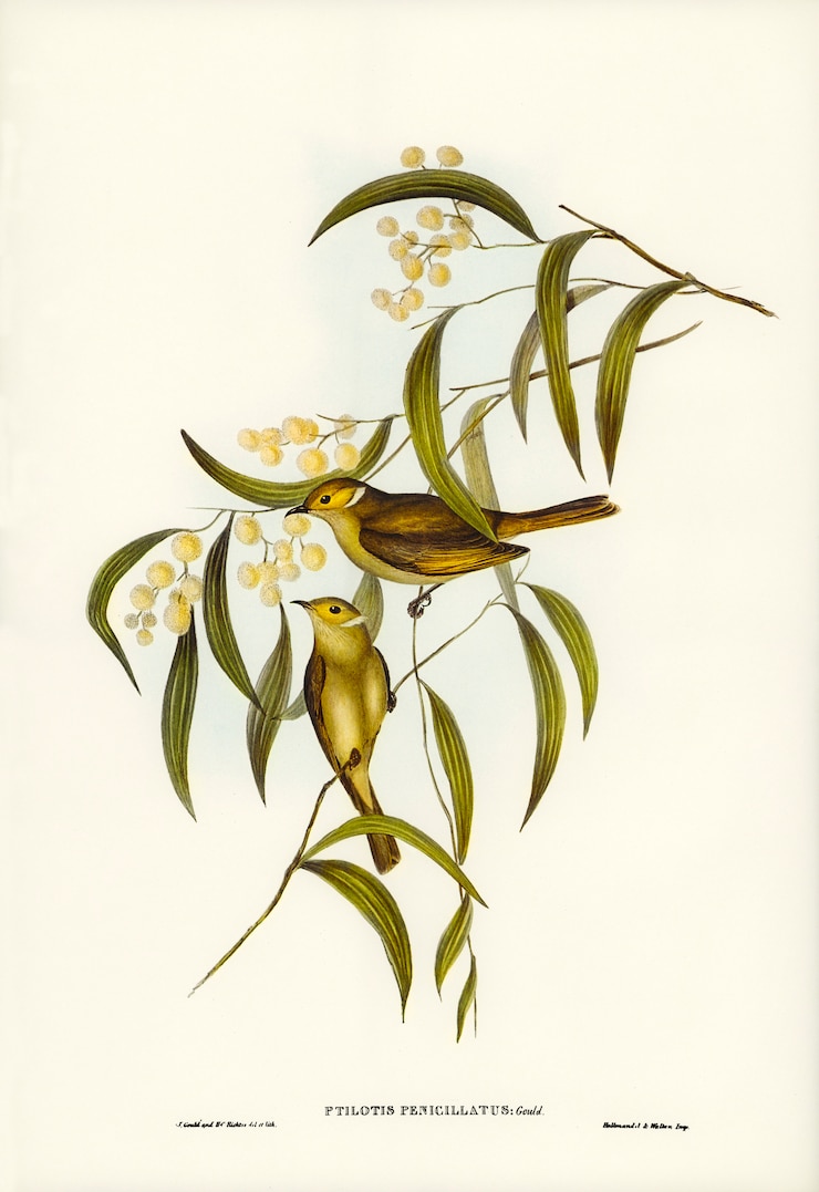 Photo Gratis white-plumed honey-eater (ptilotis penicillatus) diilustrasikan oleh elizabeth gould