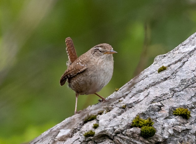 Foto gratuita wren encaramado sobre el tronco de un árbol