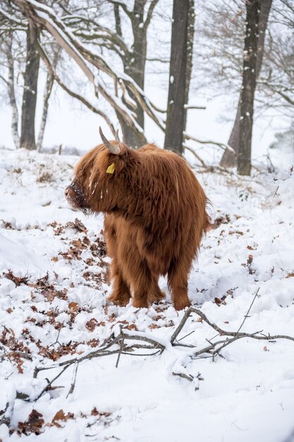 Yak marrón esponjoso de pelo largo con cuernos largos en la nieve.