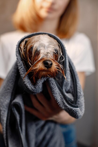 Yorkshire terrier obteniendo procedimiento en el salón de peluquería Foto recortada de un perrito en una toalla Cachorro de Yorkshire terrier está mojado