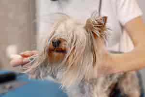 Foto gratuita yorkshire terrier obteniendo procedimiento en el salón de peluquería mujer joven en camiseta blanca peinando a un perrito yorkshire terrier cachorro en una mesa azul