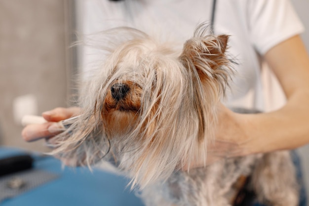 Yorkshire terrier obteniendo procedimiento en el salón de peluquería Mujer joven en camiseta blanca peinando a un perrito Yorkshire terrier cachorro en una mesa azul