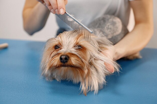 Yorkshire terrier obteniendo procedimiento en el salón de peluquería Mujer joven en camiseta blanca peinando a un perrito Yorkshire terrier cachorro en una mesa azul