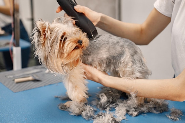 Yorkshire terrier obteniendo procedimiento en el salón de peluquería Mujer joven en camiseta blanca recortando un perrito Cachorro de Yorkshire terrier cortándose el pelo con una máquina de afeitar