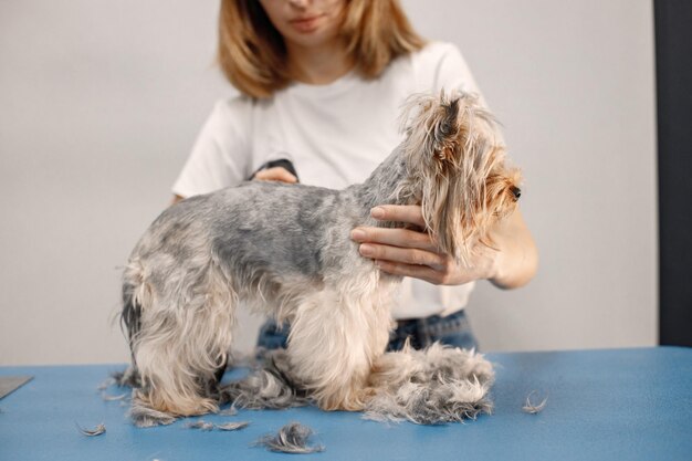Yorkshire terrier obteniendo procedimiento en el salón de peluquería Mujer joven en camiseta blanca recortando un perrito Cachorro de Yorkshire terrier cortándose el pelo con una máquina de afeitar