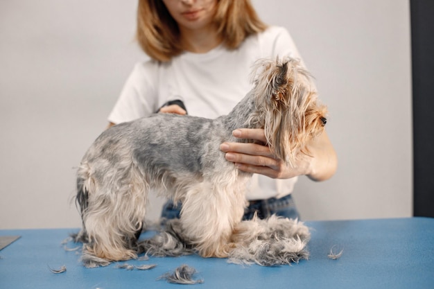 Yorkshire terrier obteniendo procedimiento en el salón de peluquería Mujer joven en camiseta blanca recortando un perrito Cachorro de Yorkshire terrier cortándose el pelo con una máquina de afeitar