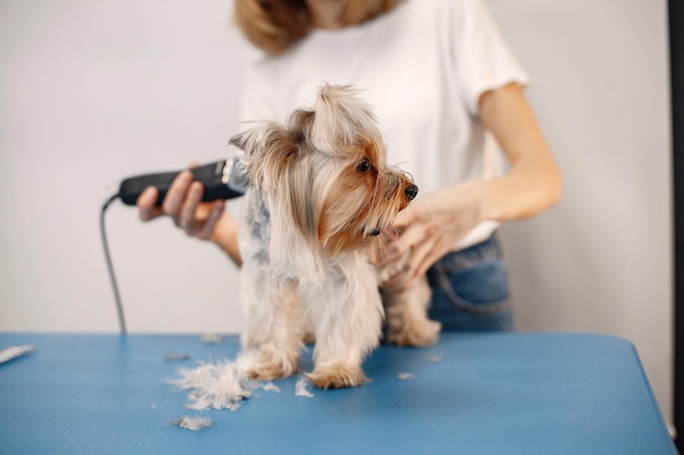 Yorkshire terrier obteniendo procedimiento en el salón de peluquería Mujer joven en camiseta blanca recortando un perrito Cachorro de Yorkshire terrier cortándose el pelo con una máquina de afeitar