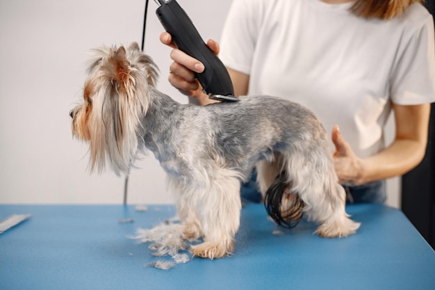 Yorkshire terrier obteniendo procedimiento en el salón de peluquería Mujer joven en camiseta blanca recortando un perrito Cachorro de Yorkshire terrier cortándose el pelo con una máquina de afeitar