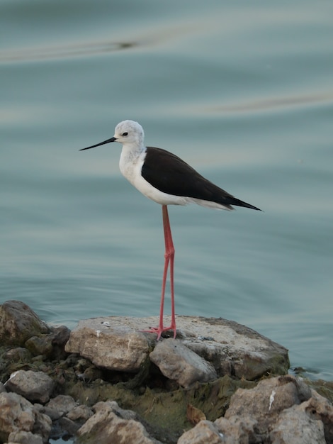 Zanco de alas negras (himantopus himantopus) de pie sobre las rocas en aguas hermosas