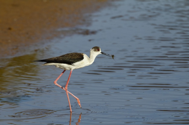 Zanco de alas negras migratorias de primavera, Himantopus himantopus