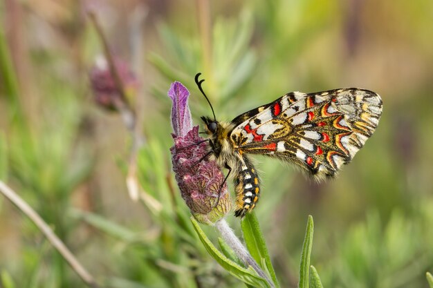 Zerynthia rumina, festón español, Caterpillar en una flor