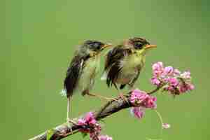 Foto gratuita zibaby zitting cisticola bird esperando la comida de su ave cisticola mothertting en rama