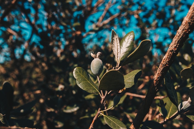 Una zona de plantación de árboles de feijoa.