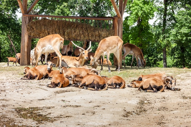 Zoo. Manada de antílopes en un bosque verde