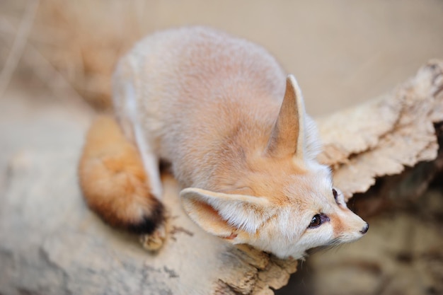 zoológico de chicago