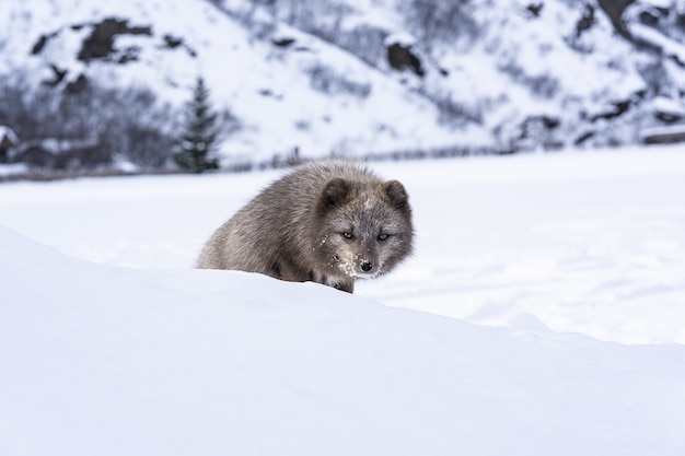 Foto gratuita zorro blanco y marrón sobre suelo cubierto de nieve durante el día