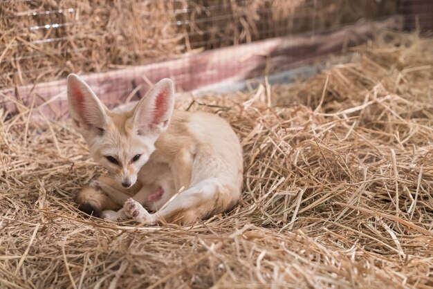 Zorro de Fennec o zorro del desierto