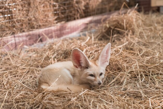 Zorro de Fennec o zorro del desierto