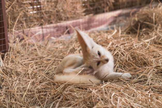 Foto gratuita zorro de fennec o zorro del desierto