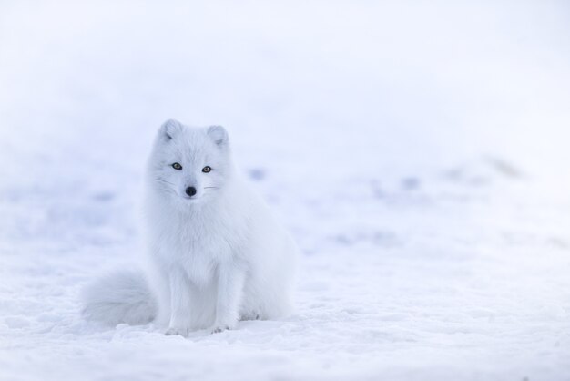 Zorro de nieve en campo de nieve