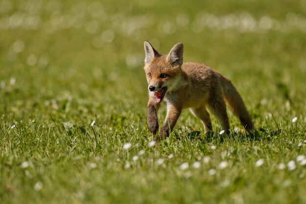 Zorro rojo Vulpes vulpes en bosque europeo