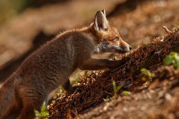 Zorro rojo Vulpes vulpes en bosque europeo