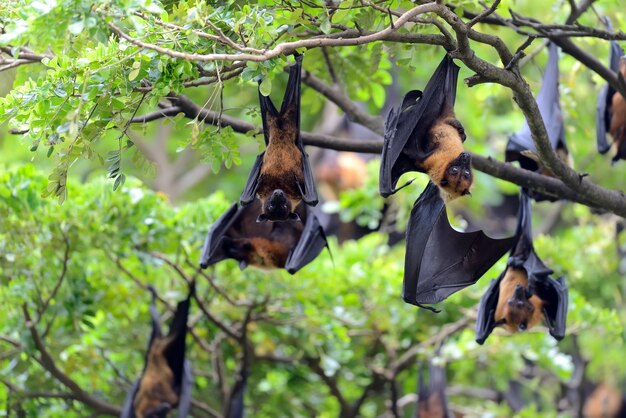 Zorros voladores negros colgando de un árbol