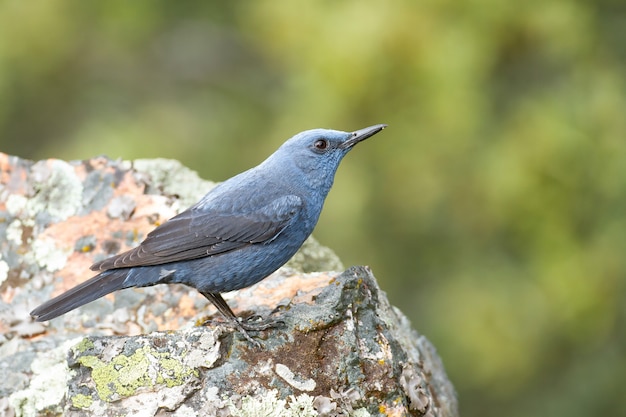 Zorzal azul de pie sobre una roca