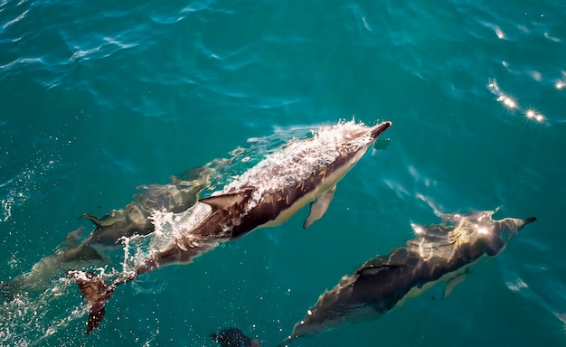 3 delfini nuotano in un mare cristallino e uno emerge per prendere una boccata d'aria