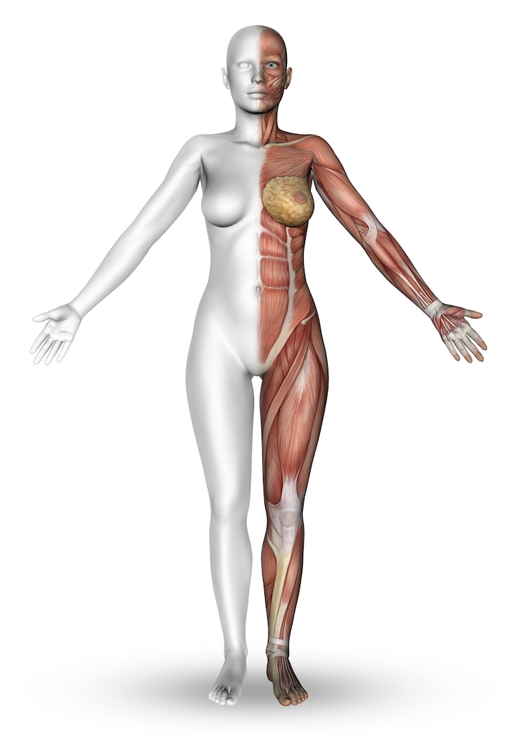 Foto gratuito 3d rendono di una figura femminile con la metà del corpo che mostra la mappa del muscolo