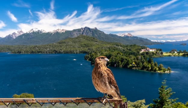 87/5000 Chimango andino in posa in un bellissimo paesaggio delle montagne di San Carlos de Bariloche