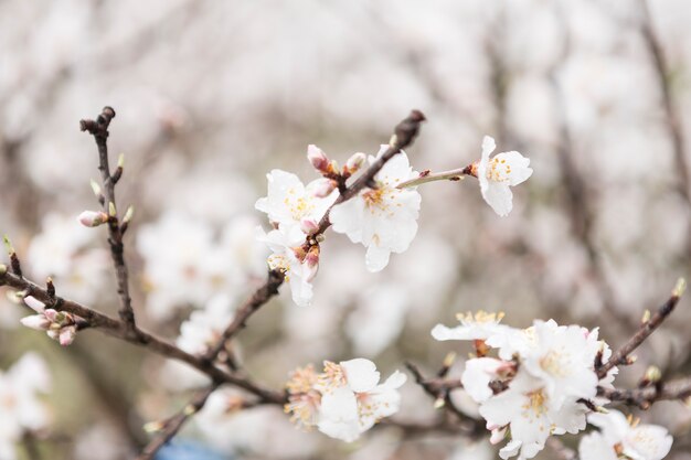 Abbastanza scena di fiori di mandorlo