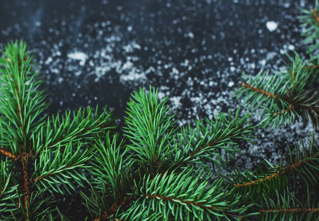 Abete di Natale sulla superficie scura con la neve