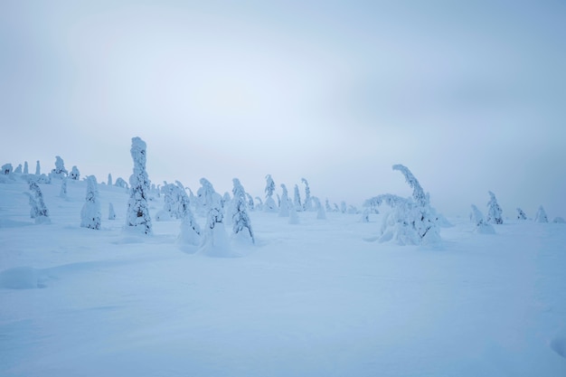 Abeti coperti di neve al Parco Nazionale di Riisitunturi, Finland