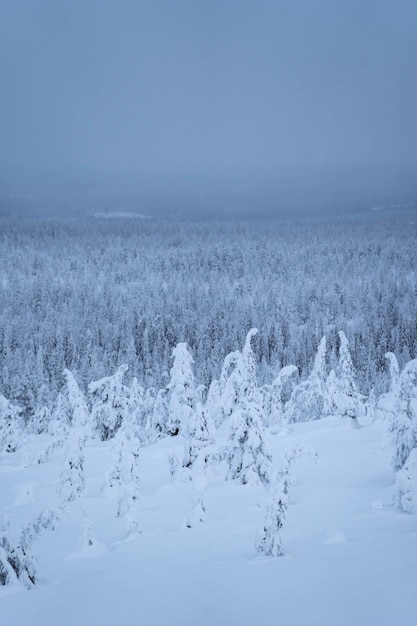 Abeti coperti di neve al Parco Nazionale di Riisitunturi, Finlandia