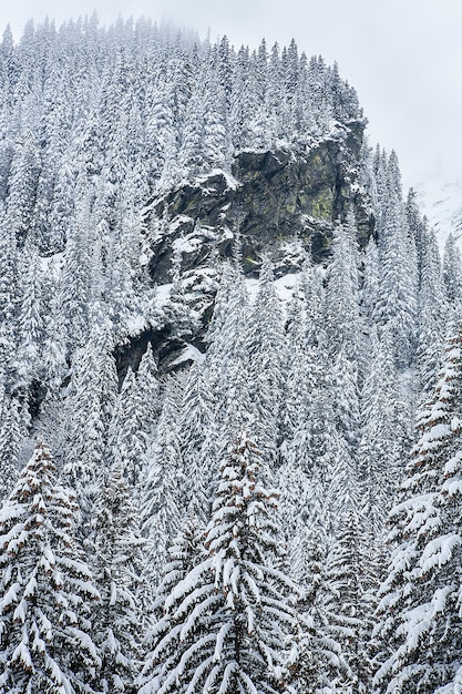 Abeti innevati sullo sfondo delle vette. Vista panoramica del pittoresco paesaggio invernale innevato.