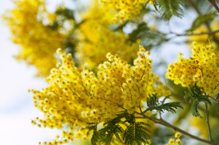 Foto gratuito acacia dealbata in primavera