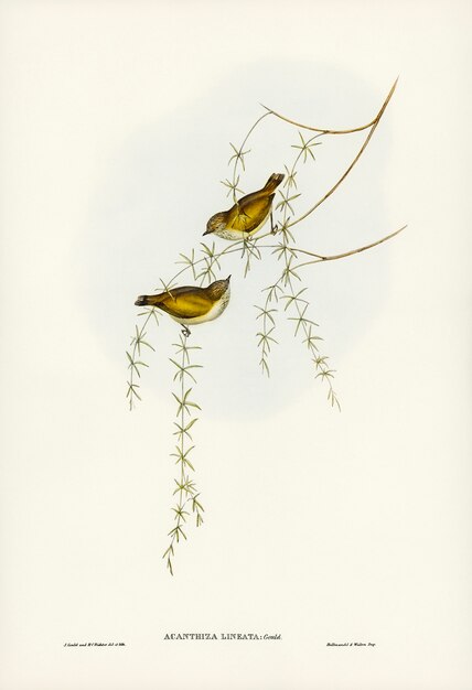 Acanthiza striata (linea di Acanthiza) illustrata da Elizabeth Gould