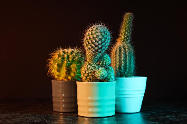 Accogliente casa per hobby o piante da interno cactus