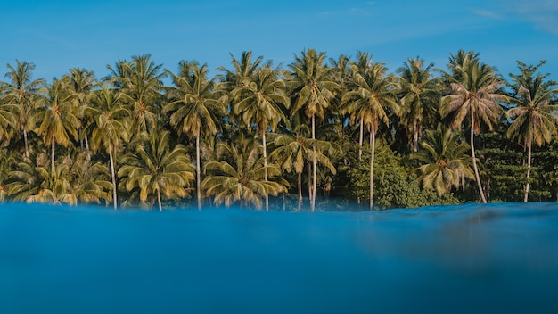 Acqua limpida turchese con gli alberi tropicali in spiaggia sullo sfondo in Indonesia