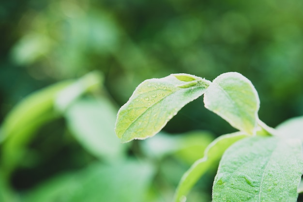 acqua piovana su una macro foglia verde.