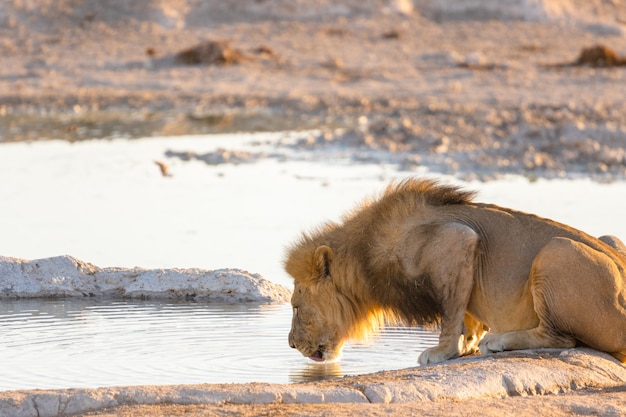 Acqua potabile del leone del maschio adulto da un foro di acqua nel parco nazionale di Etosha, Namibia