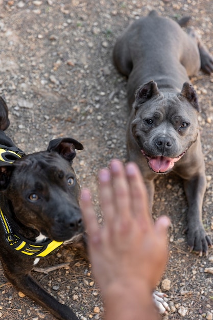 Addestratore di cani che insegna a due cani a sedersi