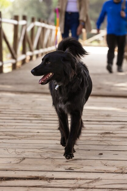 Addestratore di cani che interagisce con il proprio animale domestico