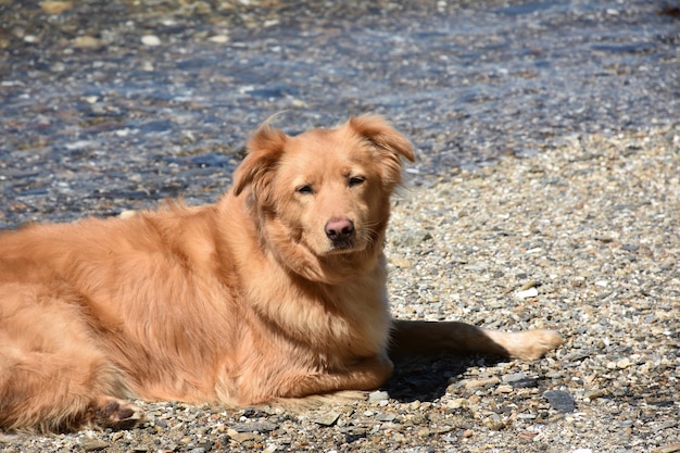 Adorabile anatra rossa di fronte assonnato cane che riposa su una spiaggia.